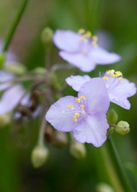 Tradescantia rosea 'Morning Grace'